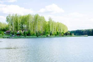Берізка 54