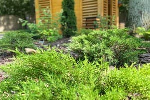 Дубовый гай 4